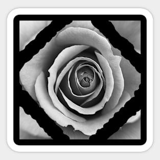 White Rose Dimond Sticker